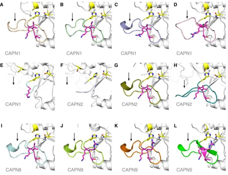 Fig 4. Structure and modeling of the Calpain-5 gating loop. The flexible gating loop (colored differently in each panel) can be observed in different conformations across the known structures of the calpain family
