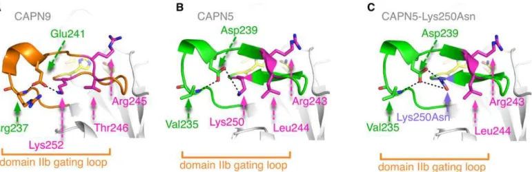 Fig 5. Hydrogen bonding/salt bridge network at the site of p.Lys250Asn ADNIV mutation