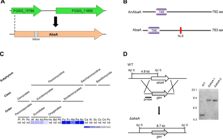 Figure 1. Identification and deletion of abaA in F. graminearum . (A) Re-annotation of the abaA ortholog gene in F