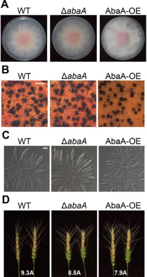 Figure 2. Phenotypic analyses of abaA deletion mutants. (A) Mycelial growth of F. graminearum strains on complete media (CM).