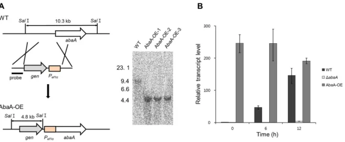 Figure 7. Morphology of conidiophores of AbaA-OE strains. Pictures were taken 1 to 3 days after conidium induction from carboxymethyl cellulose (CMC) medium