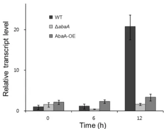 Figure 9. Relative transcript accumulation of wetA . The transcript levels of wetA (FGSG_17727) were analyzed by quantitative real  time-PCR (qRT-time-PCR) during the conidium induction stage in the wild-type, abaA deletion mutant, and abaA overexpression 