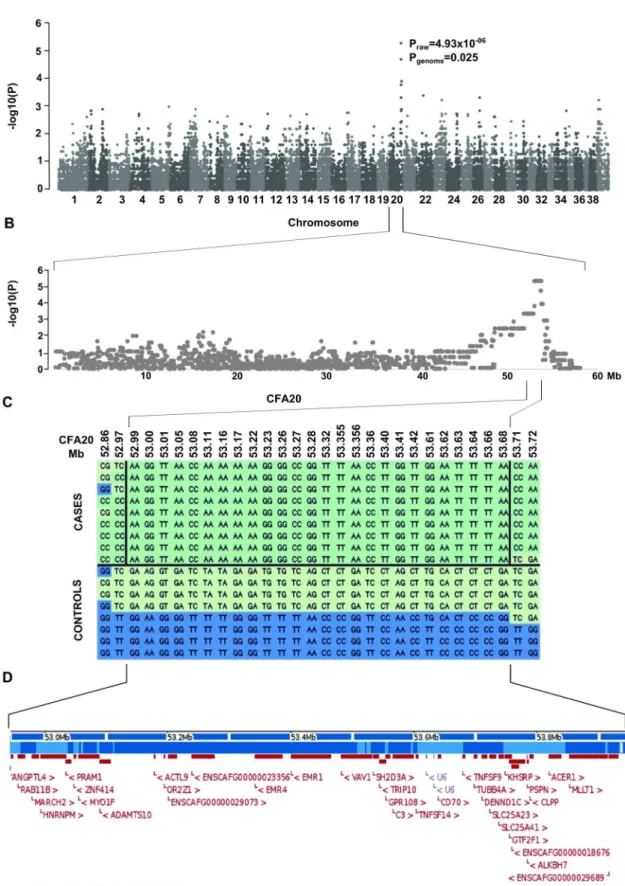 Figure 2. Genome wide association study. A) A Manhattan plot of genome-wide case-control association analysis with 8 cases and 9 controls indicate the most highly associated region in CFA20