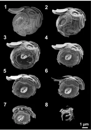 Figure 1. Eight selected steps of SEM-FIB sectioning of the coccolithophore species E