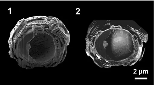 Figure 5. SEM images of a coccosphere cross-section gained by two di ff erent imaging tech- tech-niques are shown