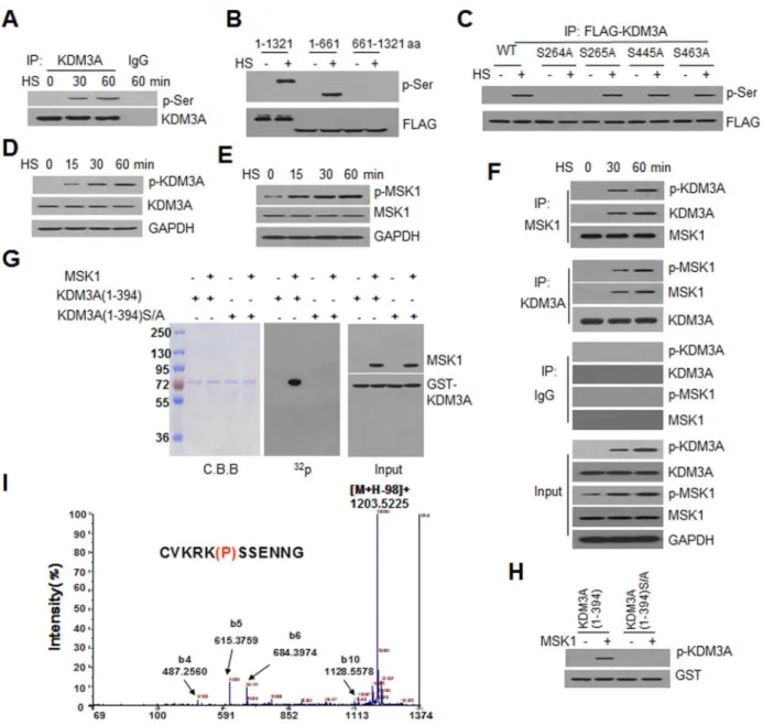 Fig. 1. KDM3A is phosphorylated at S264 by MSK1 under HS conditions. KDM3A phosphorylation was determined via co-IP and western blot assays of Jurkat cells that were treated with heat shock at 42 u C (HS) for 0–60 min