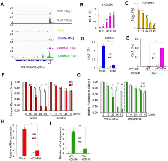 Fig. 4. p-KDM3A is recruited by Stat1 to elicit chromatin remodeling of a Stat1 target gene