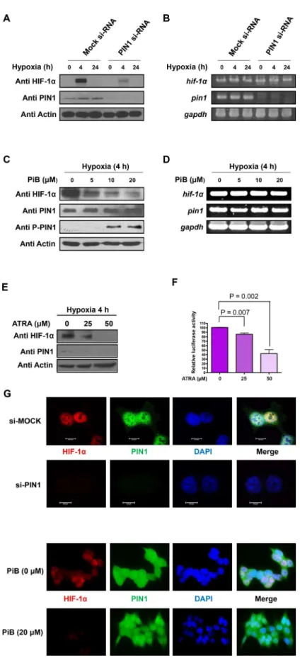 Fig 2. PIN1 silencing leads to decreases in the protein levels of HIF-1 α . A) Silencing of PIN1 expression via RNAi reduces the protein levels of HIF-1α in HCT116 cells