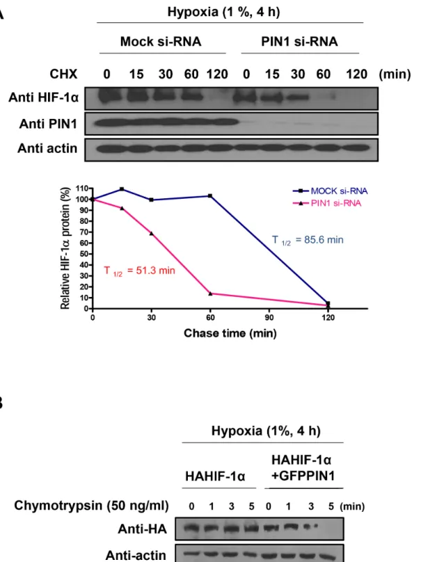 Fig 3. PIN1 enhances the stability of HIF-1 α . A) Lysates of cells were transfected with DNA-based siRNA expression vectors for 72 h, then exposed to hypoxia for 4 h, and then treated with CHX (10 μM) for the indicated time periods under hypoxic condition