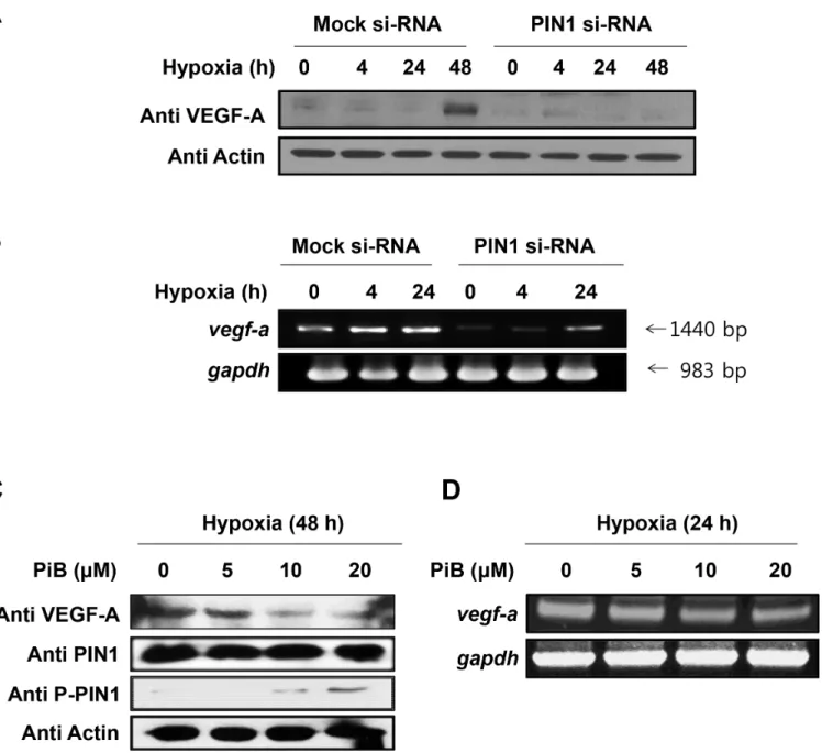 Fig 5. PIN1 silencing reduces the protein levels of VEGF-A. A) The HCT116 cells were transfected with control or PIN1 si-RNA under hypoxia