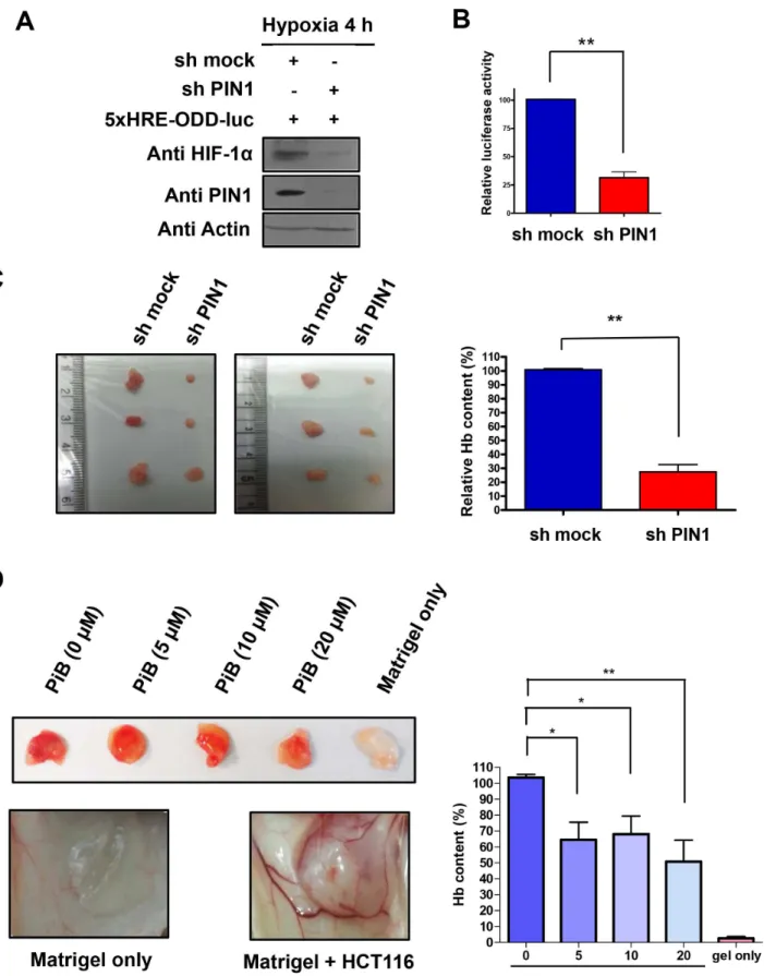 Fig 7. PIN1 enhances tumor angiogenesis in vivo . A) Silencing of PIN1 via sh-RNA lentiviral vector reduces the protein levels of HIF-1α in HCT116/