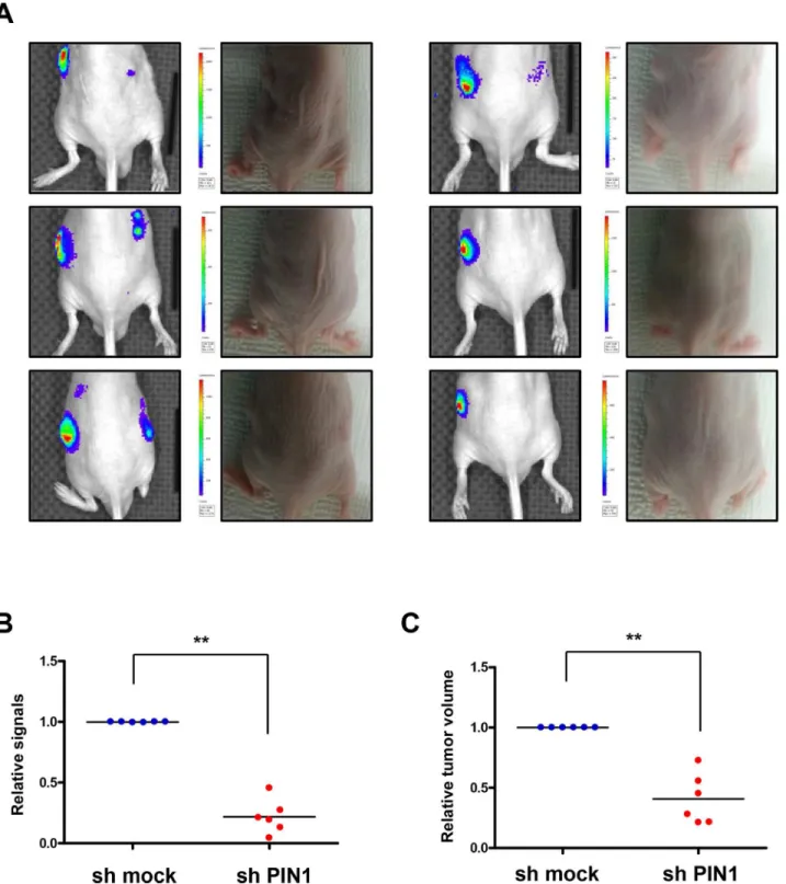 Fig 9. Silencing of PIN1 reduces transcriptional activation in tumor hypoxia in vivo as assessed by bioluminescence imaging