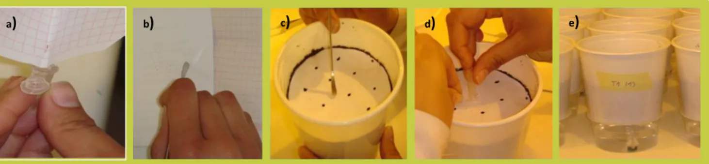 FIGURA  4:  Detalhe  do  procedimento  experimental  no  início  do  teste.  a)  e  b)  separação  das  sementes,  c)  e  d)  distribuição das sementes de A