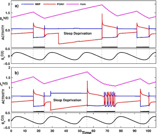 Figure 5. The activity of neuronal groups during a sleep deprivation experiment. The parameters were tuned so that the activity of MRF was high and the activity of POAH was low during the second sleep wake cycle