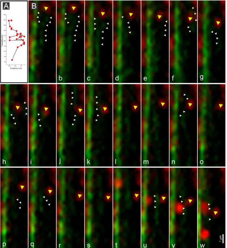 Figure 7. Regulation of mitochondrial movements by actin filament dynamics. A. An x-y plot of mitochondrial movement (yellow arrowhead in images a-w)