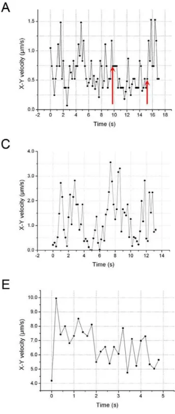 Figure 2. Mitochondrial linear movements in Arabidopsis root hairs. Mitochondria in wild-type Arabidopsis are labeled with MitoTracker (red) and their movements in a single focal plane were recorded by evanescent wave microscope at 200 millisecond interval