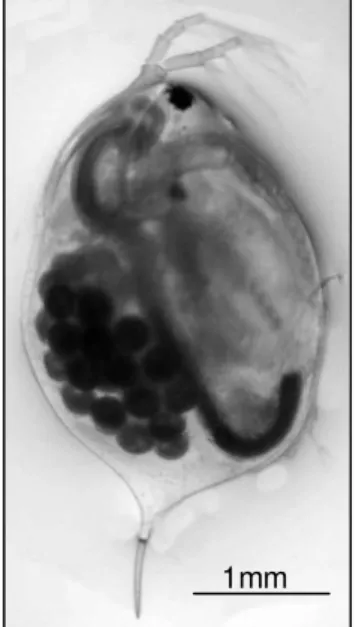 FIGURA 1: observação à  lupa de Daphnia magna 