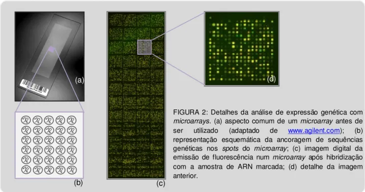 FIGURA 2:  Detalhes da  análise  de expressão  genética  com  microarrays.  (a)  aspecto comum de  um microarray  antes de  ser  utilizado  (adaptado  de  www.agilent.com);  (b)  representação  esquemática  da  ancoragem  de  sequências  genéticas  nos  sp