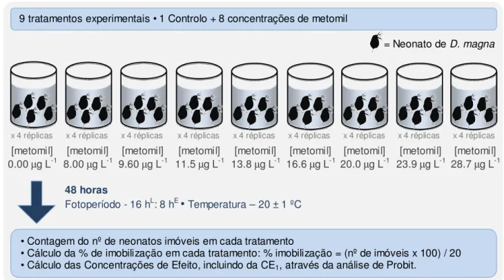 FIGURA  3: Representação  esquemática  da metodologia  utilizada  na  exposição  aguda de  Daphnia magna  a  metomil,  efectuada para obter o valor de CE 1  a utilizar na experiência seguinte