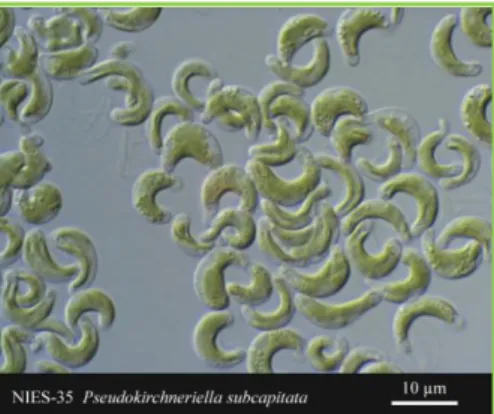 FIGURA 1: Imagem de células da  microalga verde P. subcapitata. 