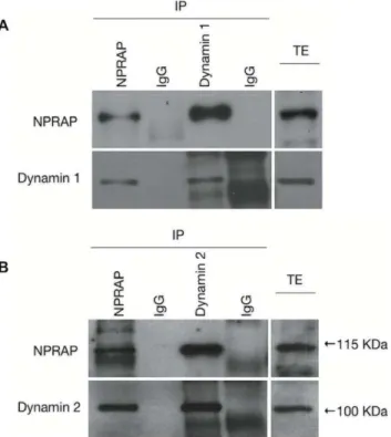 Figure 1. Co-immunoprecipitation of NPRAP and dynamins 1 and 2. As observed in the LC-MS/MS analysis, both dynamins  co-precipitated with overexpressed NPRAP (A and B, lane 1, lower panels).