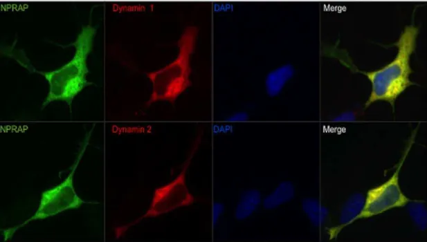 Figure 2. Dynamins colocalize with NPRAP. Immunolabeling studies showed that NPRAP and dynamin 1 or 2 colocalized in the perykarion of SH SY5Y cells