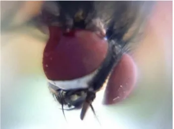 Figura 1 - Fotografia macro de uma mosca-dom´ estica ( Musca do- do-mestica ) tirada com um tablet e uma gota d’´ agua em sua lente.