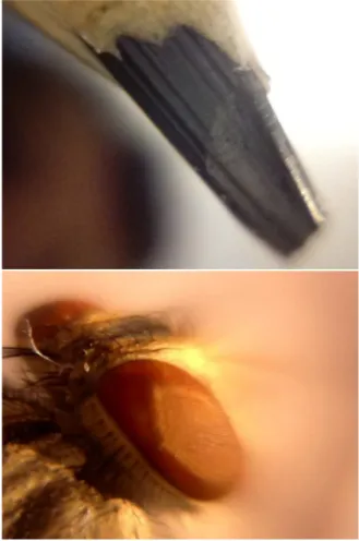 Figura 4 - Acima temos um l´ apis ampliado (cerca de 60 × ) e abaixo uma mosca varejeira (ou mosca-da-carne), pertencente `a fam´ılia Sarcophagidae.
