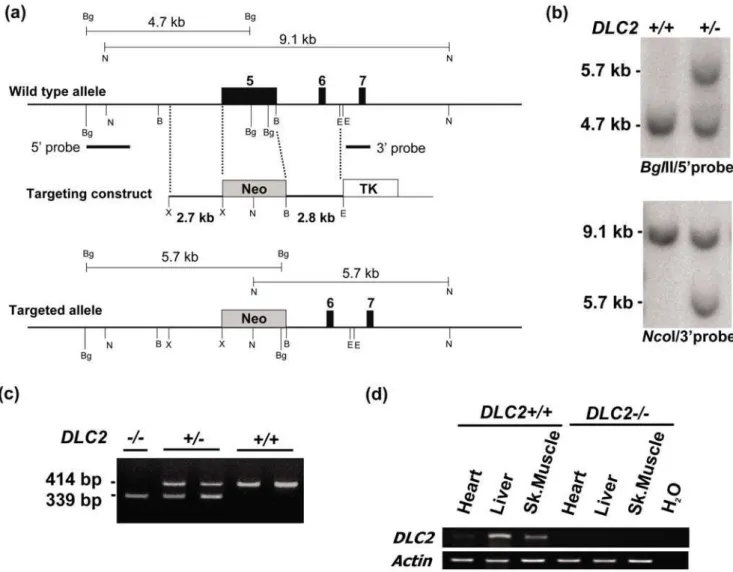 Figure 1. Gene targeting to generate DLC2-deficient mice. (a) Schematic diagram to show gene targeting strategy