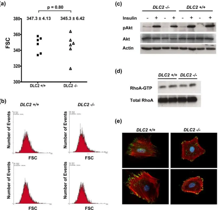Figure 4. Depletion of DLC2 does not affect cell sizes. (a) Comparison of sizes of DLC2+/+ (n = 6) and DLC2 2 / 2 (n = 6) cells by flow cytometry.