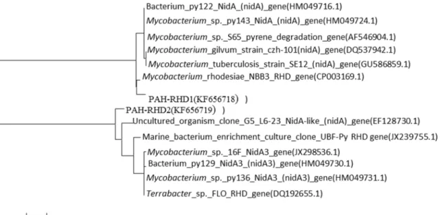 Fig 2. Phylogenetic tree of PAH-RHD α gene. Phylogenetic relationship of PAH-RHD α gene cloned from soil treated by 1 mg/kg phenanthrene