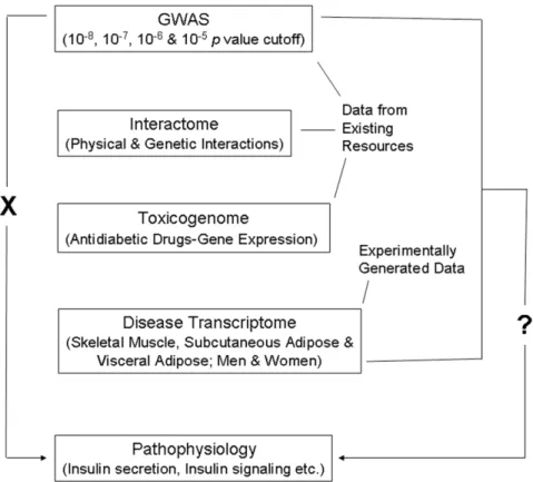 Figure 1. Schematic representation of the workflow. T2D GWAS genes do not directly relate (indicated by ‘X’ on the left side) to pathways associated with disease pathophysiology