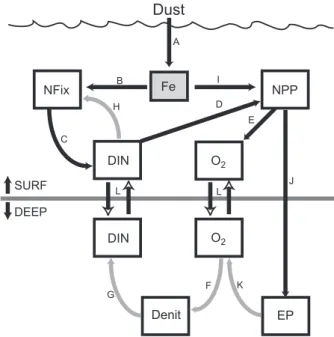 Fig. 6. A schematic to illustrate the impact of a change in Fe depo- depo-sition on, and the feedbacks between, NPP, export production (EP), N 2 fixation (Nfix), and denitrification (Denit)