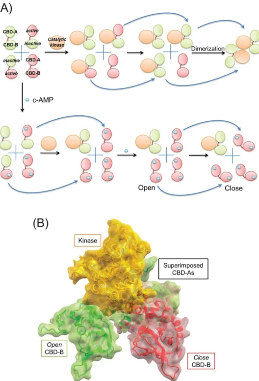 Fig 1. The role of conformational selection and population shift in regulation of PKA activity