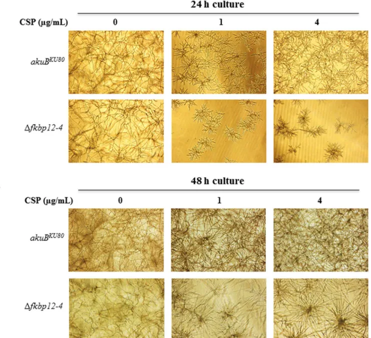 Fig 5. Δ fkbp12-4 is more susceptible to caspofungin and lacks paradoxical growth at higher concentrations of caspofungin