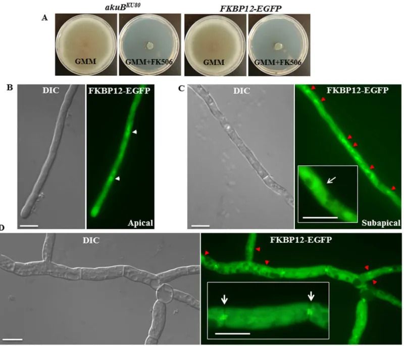 Fig 7. FK506 altered the localization of FKBP12-1 to the hyphal septum. (A) Functionality of the expressed FKBP12-1-EGFP was assessed by comparing the growth of the FKBP12-1-EGFP expression strain with the akuB KU80 strain either in the absence or presence