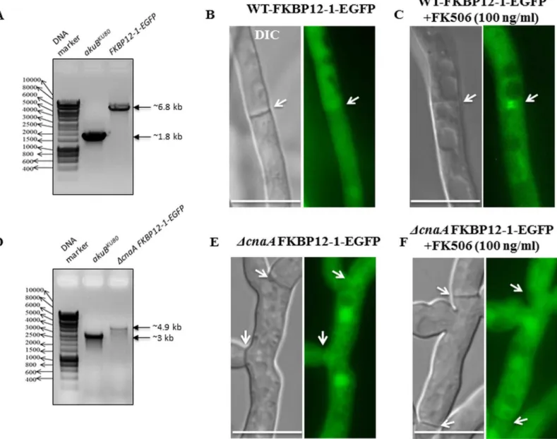 Fig 8. FKBP12-1 localizes to the hyphal septum through binding to CnaA in the presence of FK506