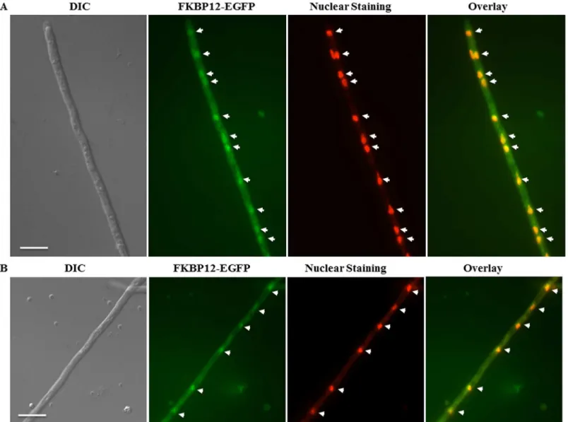 Fig 9. FKBP12-1 is seen in the cytoplasm and in the nuclei under basal conditions. (A, B) Propidium iodide staining confirms FKBP12-1 localization to the nucleus in the apical compartment (Fig 9A; marked by white arrow heads) and the sub-apical compartment