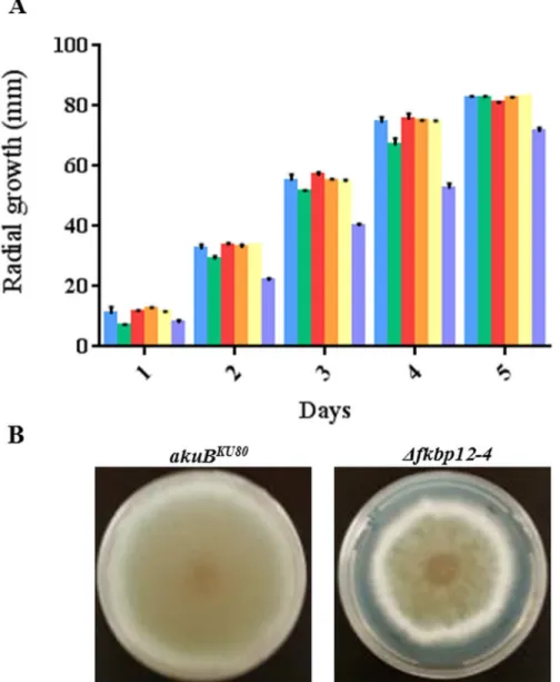Fig 3. FKBP12-4 is required for complete hyphal growth. (A) Growth of A. fumigatus (10 4 conidia) on GMM at 37°C for 5 days, with colony diameter measured every 24 hours, revealed no statistically significant difference in growth among Δfkbp12-1, Δfkbp12-2