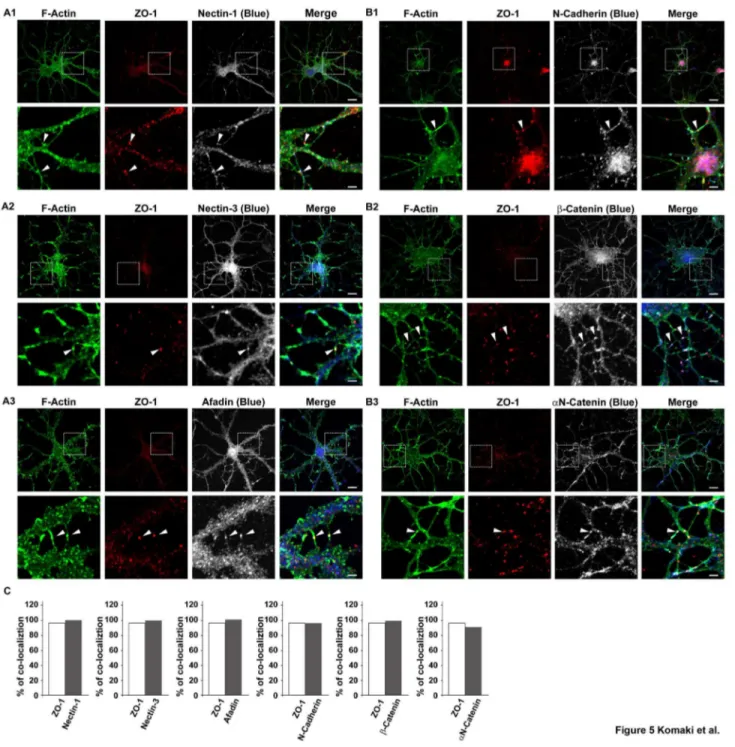 Figure  5.    Co-localization  of  the  components  of  the  nectin  and  cadherin  systems  with  ZO-1  in  cultured  hippocampal neurons