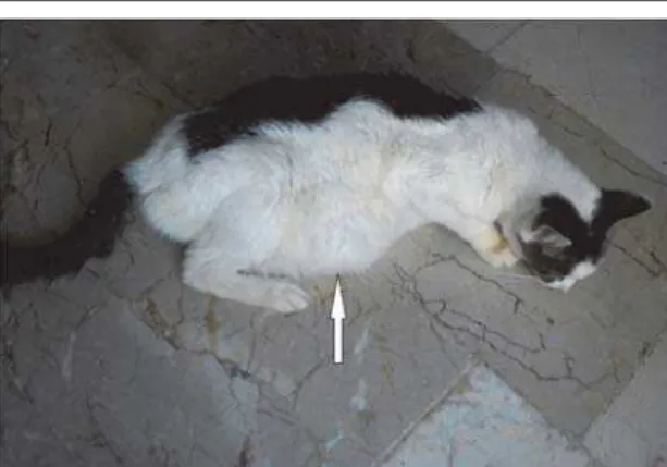 Figure 1. A 15 year-old female cat with abdominal  distension (white arrow)