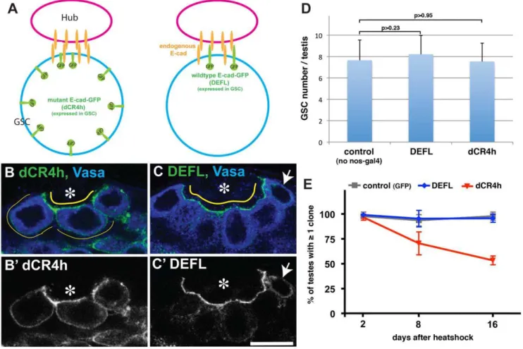 Figure 1. E-cad dCR4h does not properly localize to the hub-GSC interface. (A) Experimental scheme