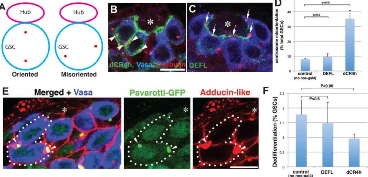 Figure 2. Expression of E-cad dCR4h results in GSC centrosome misorientation. (A) Definition of GSC centrosome orientation