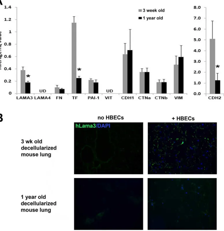 Fig 3. Decreased expression of laminin α 3, tissue factor and N-cadherin in human bronchial epithelial cells incubated in old versus young lung matrix