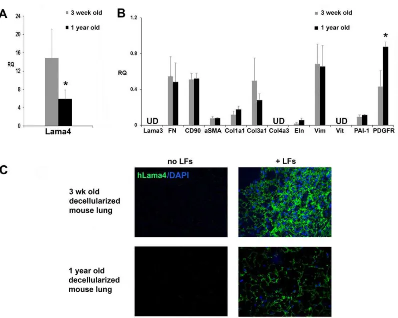Fig 4. Human LFs deposit less laminin α 4 in old lung matrix compared to young lung matrix
