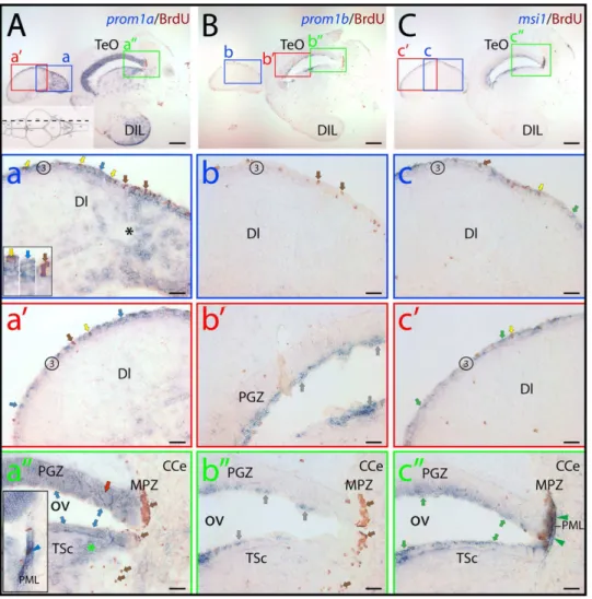 Figure 7. Distribution of zebrafish prominin-1a– and b–positive cells in the dorsal lateral telencephalon and the tectal ventricular zone