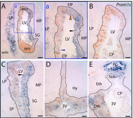 Figure 9. Distribution of prominin-1–positive cells in telencephalon and diencephalon of axolotl