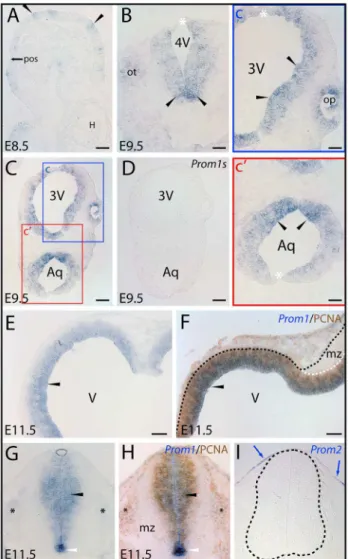 Figure 1. Distribution of murine prominin-1–positive cells in neural plate and developing neural tube