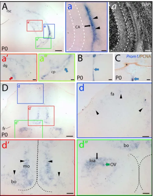 Figure 2. Distribution of prominin-1–positive cells in the brain of newborn mouse. (A–D) Cryosections of brains from postnatal day 0 (P0) animals were processed for ISH using an antisense DIG-labeled prominin-1 probe (A, B, D) alone or combined with immuno