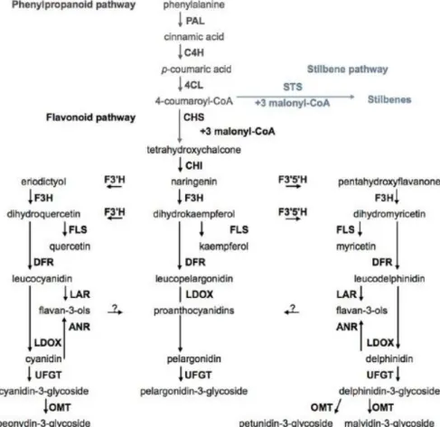 Figure  2.  Phenolic  metabolism  pathways  in  grape  berry.  Phenylalanine  ammonia  lyase  (PAL),  cinnamate-4- cinnamate-4-hydroxylase (C4H), 4-coumaroyl:CoA-ligase (4CL), stilbene synthase (STS), chalcone synthase (CHS), chalcone isomerase  (CHI), fla